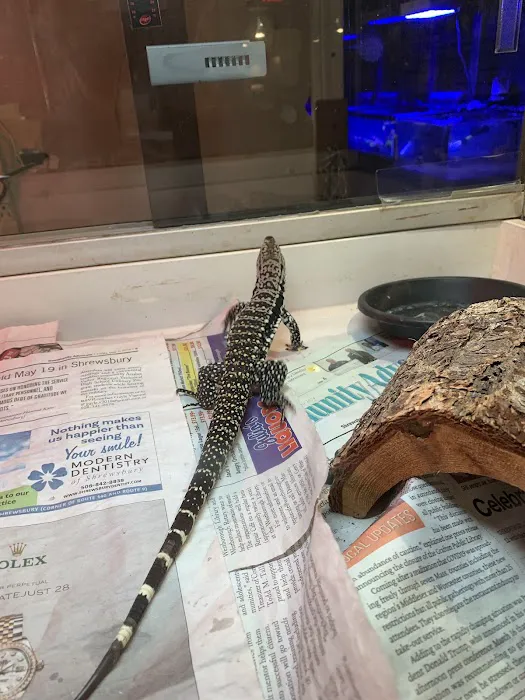 Dinky Reptiles And Aquatics Picture 8