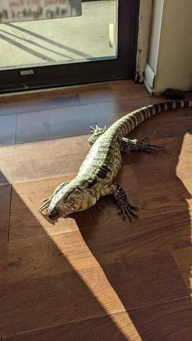 Dinky Reptiles And Aquatics Picture 10