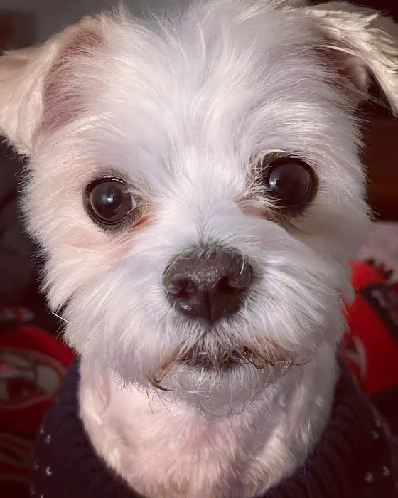 Petco Picture 6