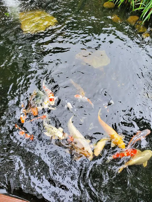 New England Koi Picture 4