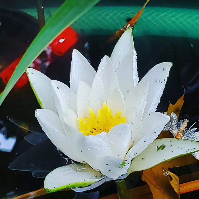 New England Koi Picture 7