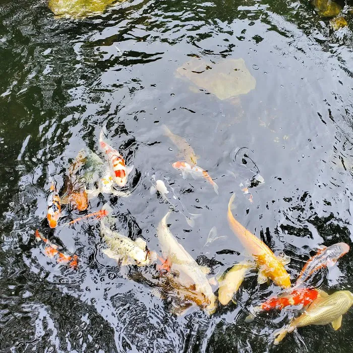 New England Koi Picture 9