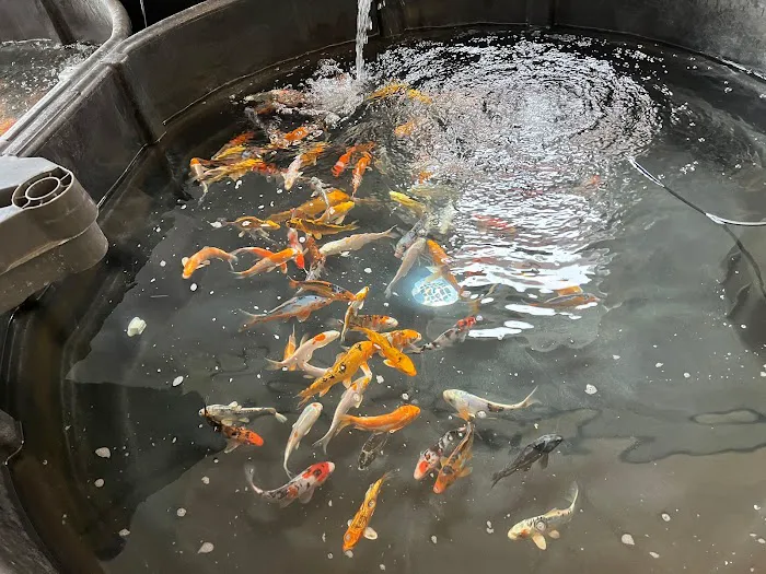 New England Koi Picture 10