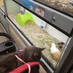 Petco