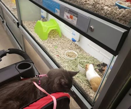 Petco