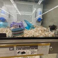 Petco ico