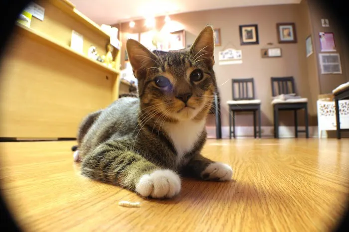 Feline Medical Center Picture 2