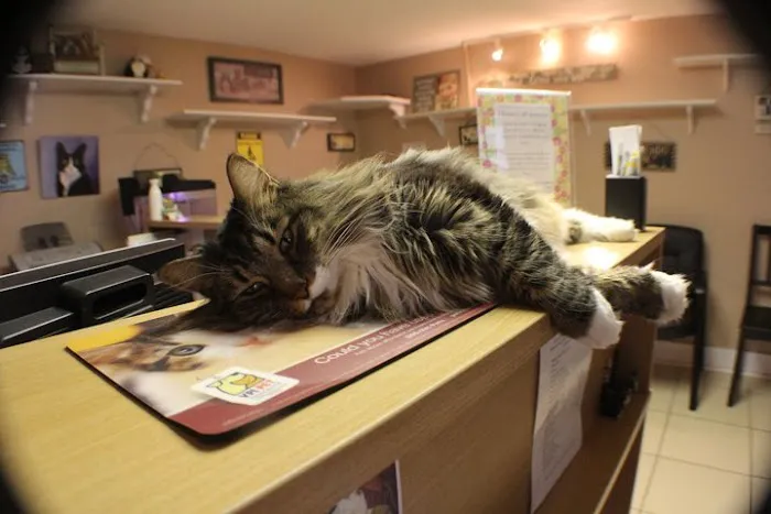 Feline Medical Center Picture 3