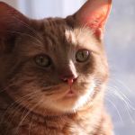 Feline Medical Center
