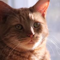 Feline Medical Center ico