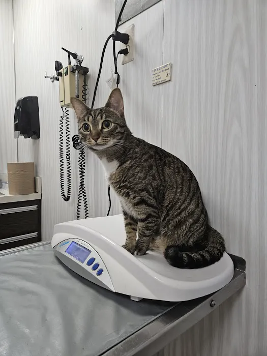 Berg Animal Hospital Picture 1