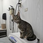 Berg Animal Hospital