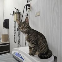 Berg Animal Hospital ico