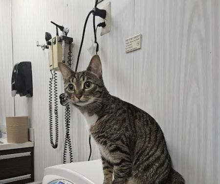 Berg Animal Hospital