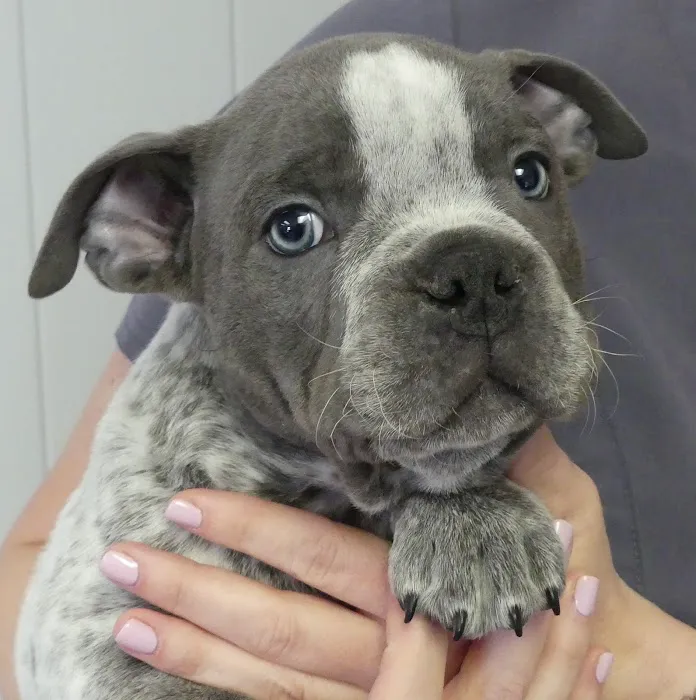 Berg Animal Hospital Picture 5