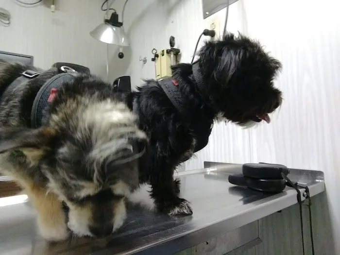 Berg Animal Hospital Picture 4