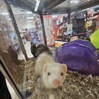 Petco ico