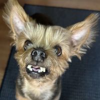 BluePearl Pet Hospital ico