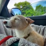 Wyomissing Animal Hospital