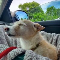 Wyomissing Animal Hospital ico