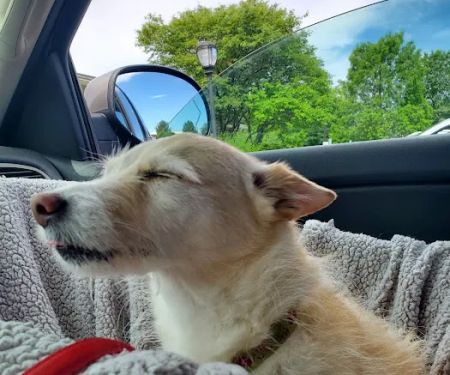 Wyomissing Animal Hospital