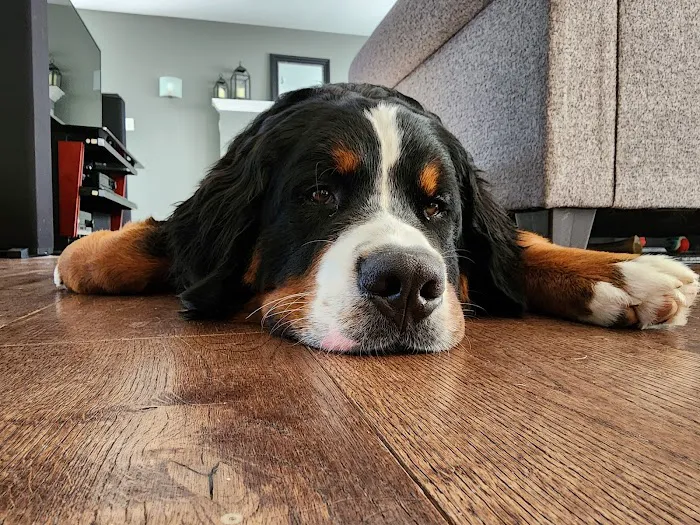 Wyomissing Animal Hospital Picture 9