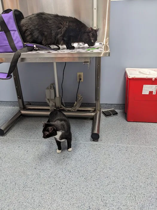 Wyomissing Animal Hospital Picture 10