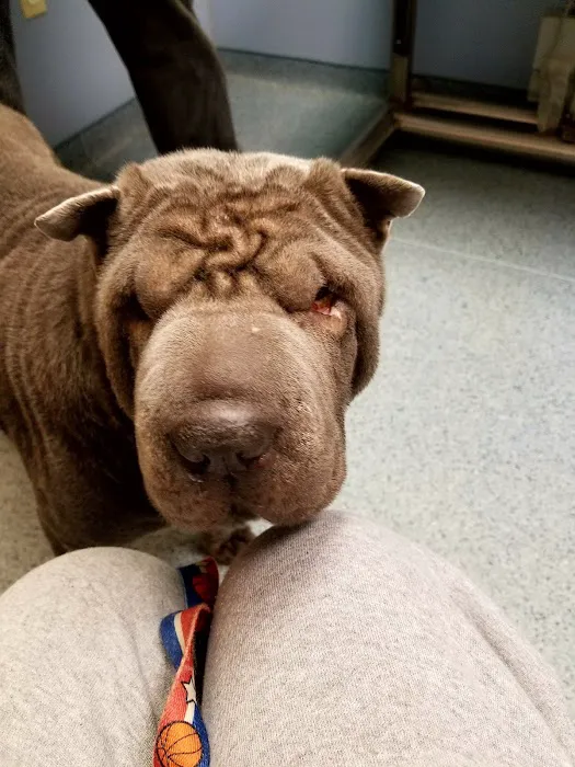 Wyomissing Animal Hospital: Dr. Stephanie Becker, VMD Picture 2
