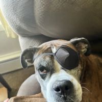 DiLella Veterinary Services ico