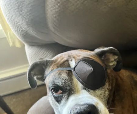 DiLella Veterinary Services