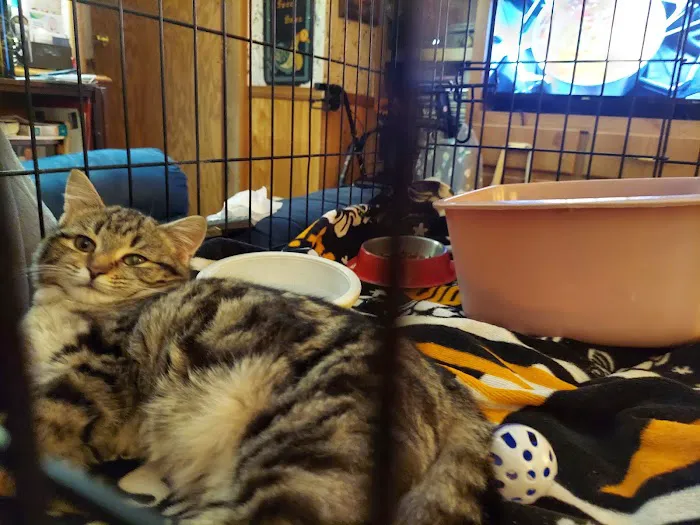 DiLella Veterinary Services Picture 2