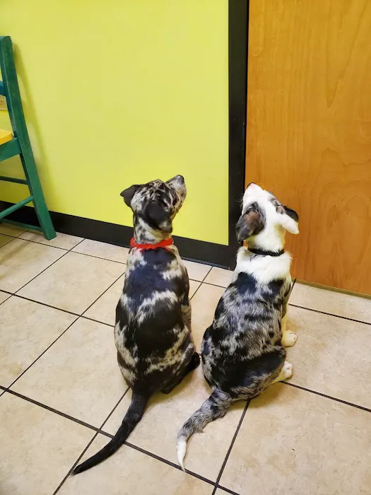 DiLella Veterinary Services Picture 5