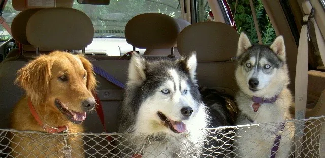 DiLella Veterinary Services Picture 8