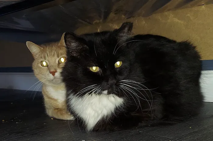 Willow Creek Veterinary Center Picture 1