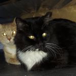 Willow Creek Veterinary Center