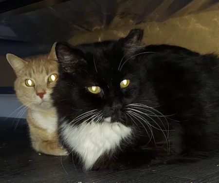 Willow Creek Veterinary Center