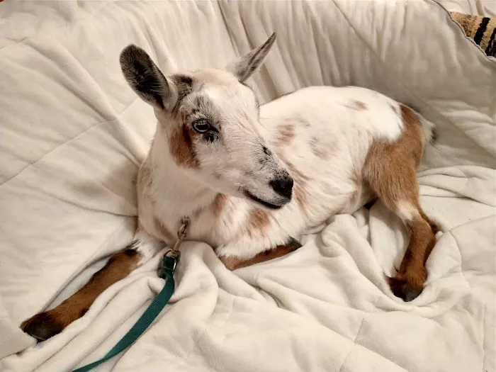 Willow Creek Veterinary Center Picture 8