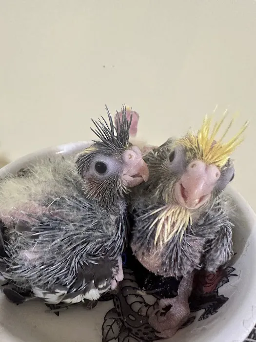 Hancock Cockatiels Picture 1