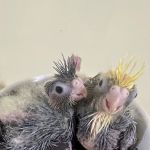 Hancock Cockatiels