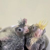 Hancock Cockatiels ico