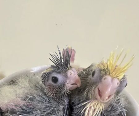 Hancock Cockatiels