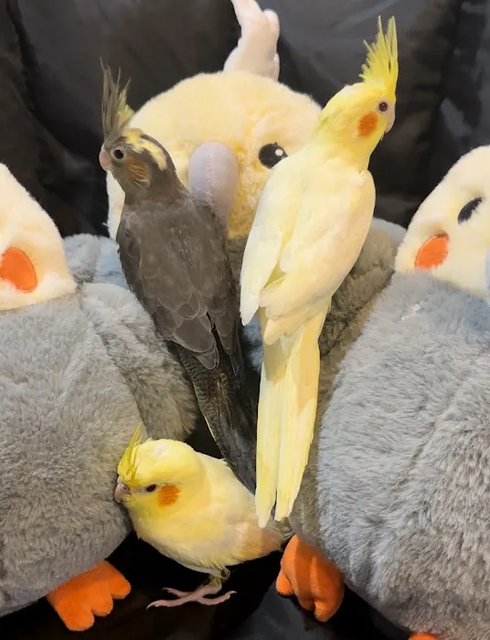 Hancock Cockatiels Picture 2