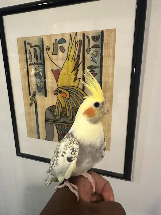 Hancock Cockatiels Picture 8