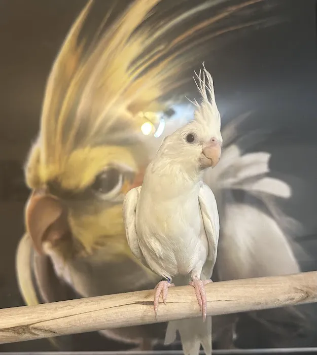 Hancock Cockatiels Picture 7
