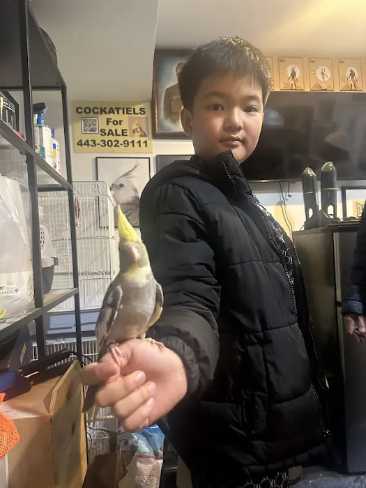 Hancock Cockatiels Picture 10