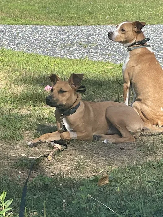 Cherryville Animal Hospital Picture 1