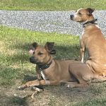 Cherryville Animal Hospital