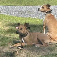 Cherryville Animal Hospital ico