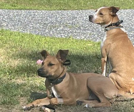 Cherryville Animal Hospital