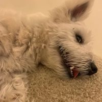Petco ico